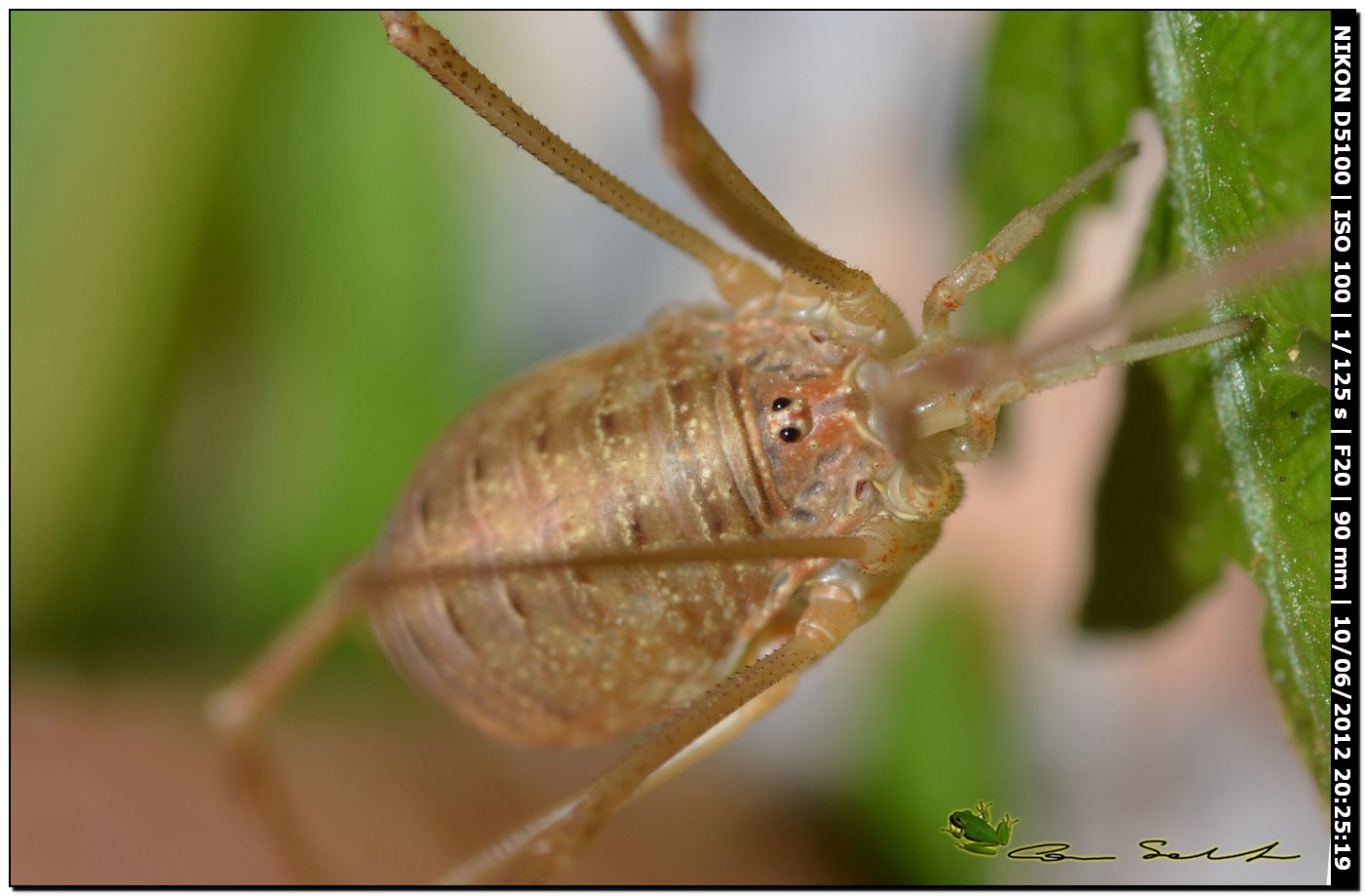 Opilio canestrinii da Villanova Monteleone No 170